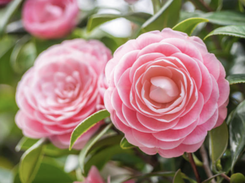 Camellias in bloom at Coastal Discovery Museum, host of the Cocktails and Camellias evening.