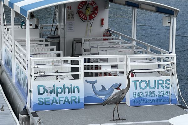 Dolphin Seafari